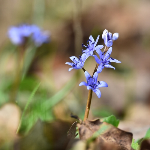 ÉBREDŐ GEMENC - TAVASZI TÉMAHÉT 2026. március 23-26.